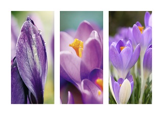 139-b-krokus-pixabay-ulleo-nennieinszweidrei-j-blueberry-139.jpeg