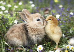f-86-hase-und-kuecken-www.jpeg